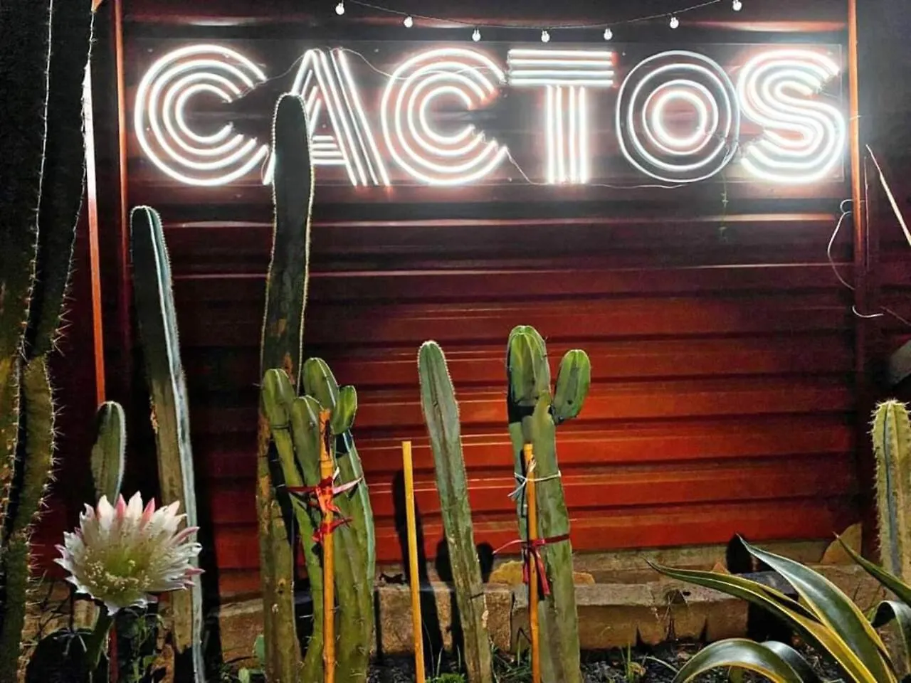 Cactos Bar & Homestay Ho Chi Minh City Bed & Breakfast